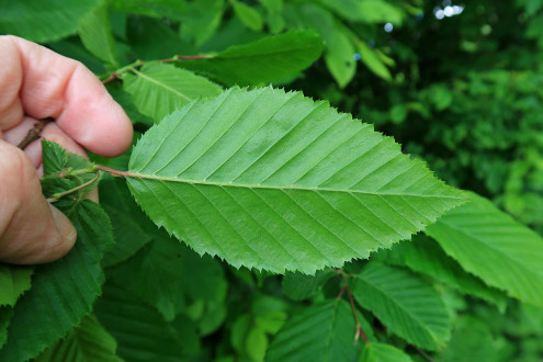hrab obyčajný (Carpinus betulus) - spodná strana