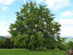 buk lesný (Fagus sylvatica) - ako solitér
