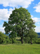 javor horský (Acer pseudoplatanus)