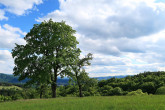 javor horský (Acer pseudoplatanus) - Selce ( 48°47'21.1