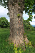 javor horský (Acer pseudoplatanus) - borka