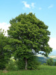 javor poľný (Acer campestre) - Selce, cca 740 m n. m. (5/2025)