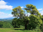 javor poľný (Acer campestre) - Selce, cca 740 m n. m. (5/2025)