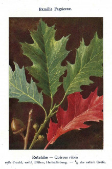 dub červený (Quercus rubra) - Unsere Waldbäume, Sträucher und Zwergholzgewächse. Heidelberg, Carl Winter`s Universitätsbuchhandlung