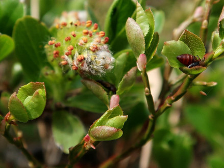 vŕba tupolistá (Salix retusa) - male (♂) catkins