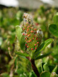 vŕba tupolistá (Salix retusa) - male (♂) catkins