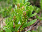 vŕba tupolistá (Salix retusa) - female (♀) catkins