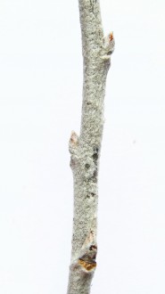 topoľ biely (Populus alba)