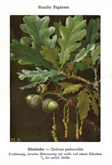 dub letný (Quercus robur) - Unsere Waldbäume, Sträucher und Zwergholzgewächse. Heidelberg, Carl Winter`s Universitätsbuchhandlung