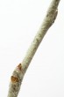 topoľ biely (Populus alba)
