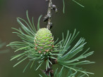 smrekovec japonský (Larix kaempferi)