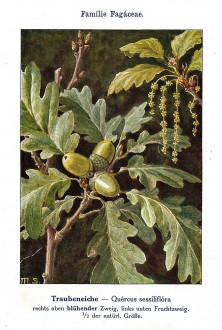 dub zimný (Quercus petraea) - Unsere Waldbäume, Sträucher und Zwergholzgewächse. Heidelberg, Carl Winter`s Universitätsbuchhandlung