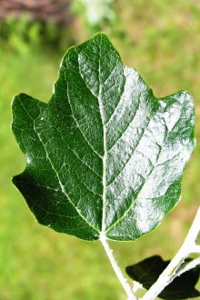 topoľ biely (Populus alba) - vrchná strana (na makroblaste)