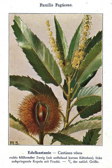 gaštan jedlý (Castanea sativa) - Unsere Waldbäume, Sträucher und Zwergholzgewächse. Heidelberg, Carl Winter`s Universitätsbuchhandlung