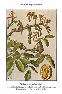 orech kráľovský (Juglans regia) - Unsere Waldbäume, Sträucher und Zwergholzgewächse. Heidelberg, Carl Winter`s Universitätsbuchhandlung