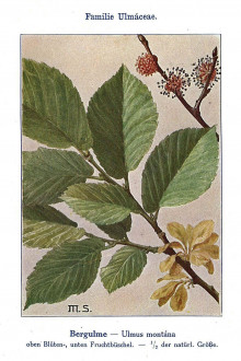 brest horský (Ulmus glabra) - Unsere Waldbäume, Sträucher und Zwergholzgewächse. Heidelberg, Carl Winter`s Universitätsbuchhandlung