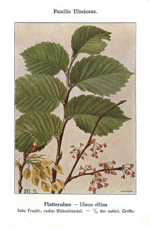 brest väzový (Ulmu laevis) - Unsere Waldbäume, Sträucher und Zwergholzgewächse. Heidelberg, Carl Winter`s Universitätsbuchhandlung