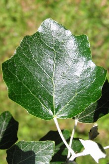 topoľ biely (Populus alba) - vrchná strana (na brachyblaste)