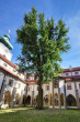 ginko dvojlaločné (Ginkgo biloba) - Dominikánsky kláštor v Českých Budějoviciach (7/2025)