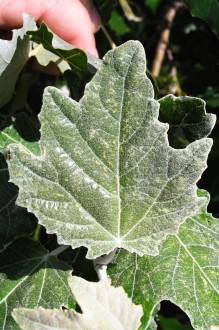 topoľ biely (Populus alba) - vrchná strana (mladý list)