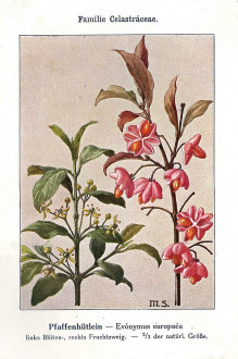 Euonymus europaeus (European spindle) - Unsere Waldbäume, Sträucher und Zwergholzgewächse. Heidelberg, Carl Winter`s Universitätsbuchhandlung