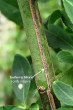 bršlen európsky (Euonymus europaeus) - korkové lišty