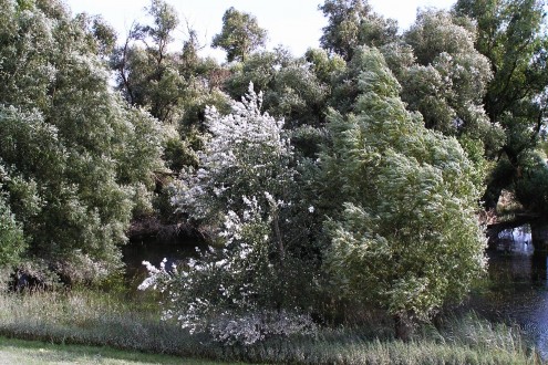 topoľ biely (Populus alba) - zaplavovaný lužný les - typické prostredie výskytu topoľa bieleho
