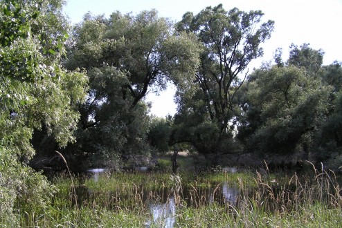 topoľ biely (Populus alba) - zaplavovaný lužný les - typické prostredie výskytu topoľa bieleho