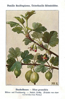 ríbezľa egrešová (Ribes uva-cripsa) - Unsere Waldbäume, Sträucher und Zwergholzgewächse. Heidelberg, Carl Winter`s Universitätsbuchhandlung