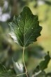topoľ biely (Populus alba) - vrchná strana