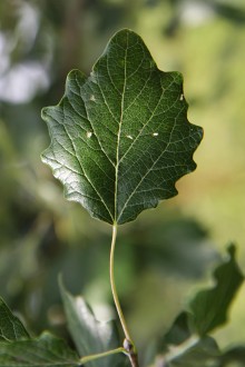 topoľ biely (Populus alba) - vrchná strana