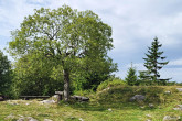 vŕba rakytová (Salix caprea) - Horský hotel Kráľova Studňa (1 277 m n. m.)