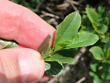 čerešňa krovitá (Cerasus fruticosa) - na makroblaste