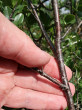 čerešňa krovitá (Cerasus fruticosa) - lenticely