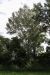 topoľ biely (Populus alba)