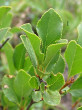 čerešňa krovitá (Cerasus fruticosa)