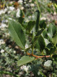čerešňa krovitá (Cerasus fruticosa) - ozdobná lesklými listami