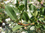 čerešňa krovitá (Cerasus fruticosa)