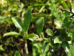 čerešňa krovitá (Cerasus fruticosa)