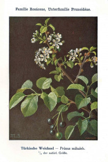 čerešňa mahalebková (Cerasus mahaleb) - Unsere Waldbäume, Sträucher und Zwergholzgewächse. Heidelberg, Carl Winter`s Universitätsbuchhandlung
