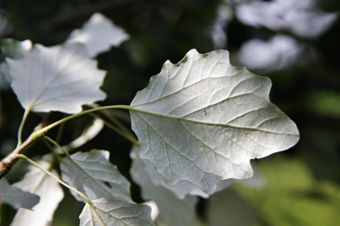 topoľ biely (Populus alba) - spodná strana