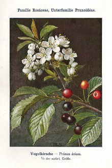 čerešňa vtáčia (Cerasus avium) - Unsere Waldbäume, Sträucher und Zwergholzgewächse. Heidelberg, Carl Winter`s Universitätsbuchhandlung