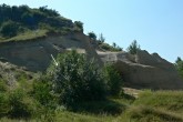 topoľ biely (Populus alba) - lesostepný ekotyp topoľa bieleho (Devínska Kobyla)