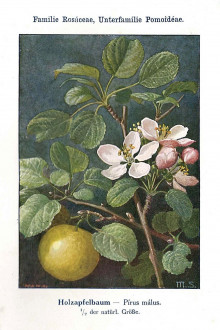 jabloň planá (Malus sylvestris) - Unsere Waldbäume, Sträucher und Zwergholzgewächse. Heidelberg, Carl Winter`s Universitätsbuchhandlung