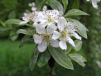 jabloň planá (Malus sylvestris)