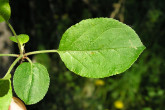 jabloň planá (Malus sylvestris) - vrchná strana