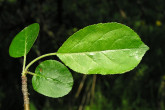 jabloň planá (Malus sylvestris) - vrchná strana