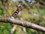 jabloň planá (Malus sylvestris)