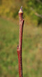 jabloň planá (Malus sylvestris)