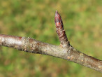 jabloň planá (Malus sylvestris)